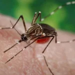 Cómo los mosquitos genéticamente modificados podría acabar con enfermedades transmitidas por el propio insecto